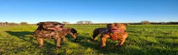 Mixed Breed dogs for sale: American bulldog cross doge de bordeaux  in Newbury - Advert 2