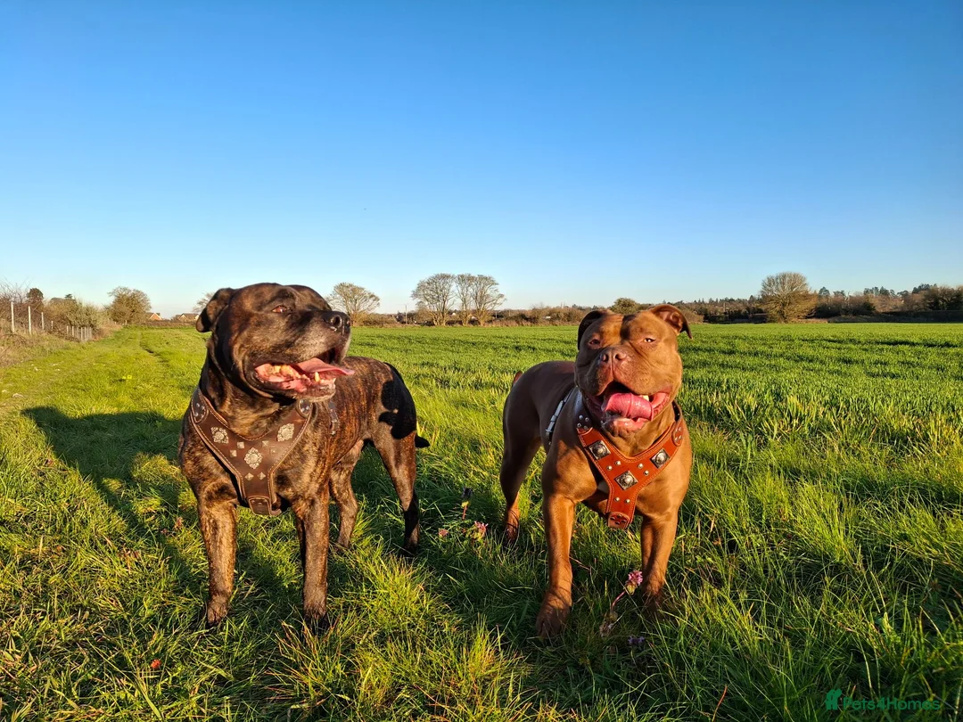 Mixed Breed dogs for sale: American bulldog cross doge de bordeaux  in Newbury - Advert 2