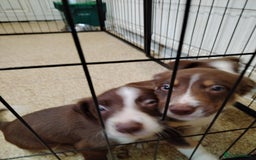Welsh Collie dogs for sale: Tri colour Welsh collies  - Image 3