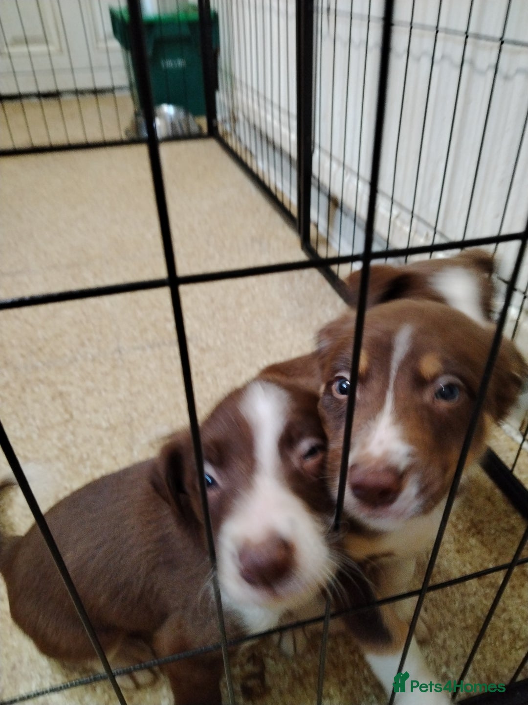 Welsh Collie dogs for sale: Tri colour Welsh collies  - Image 3