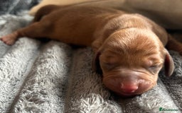 Dachshund dogs for sale: BEAUTIFUL KC REG STANDARD SMOOTH DACHSHUNDS  - Image 15