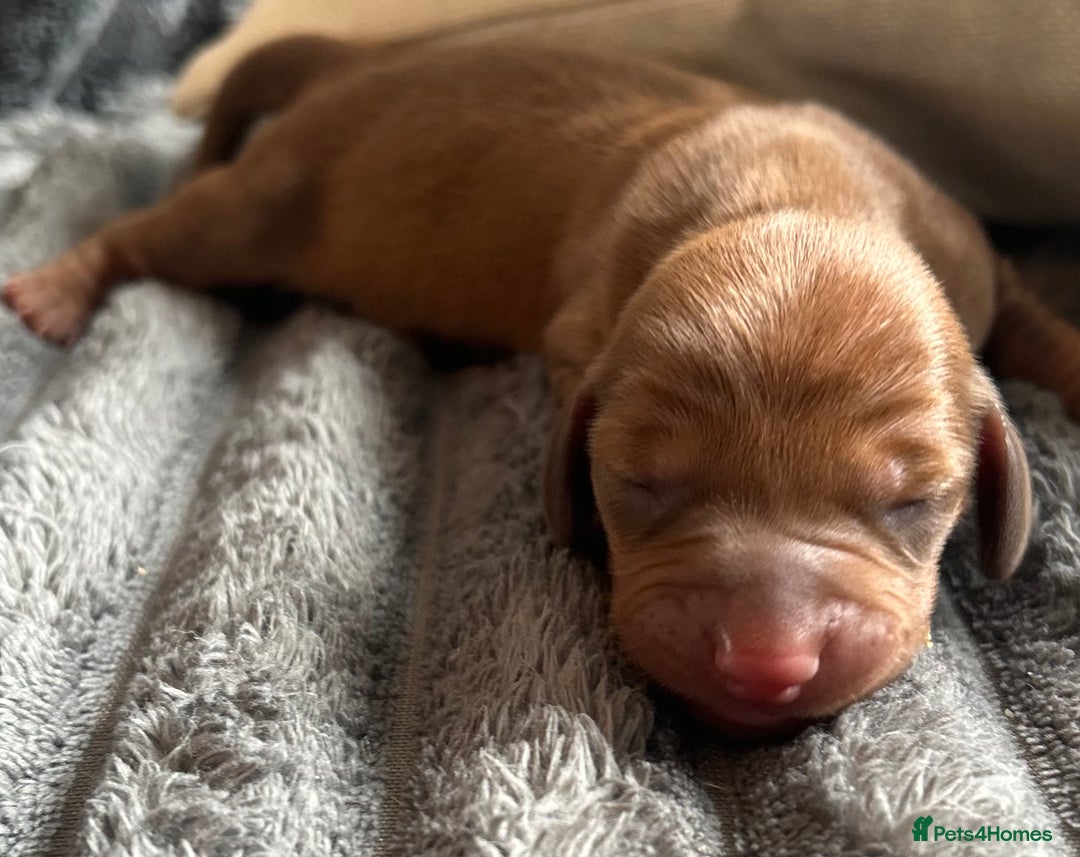 Dachshund dogs for sale: BEAUTIFUL KC REG STANDARD SMOOTH DACHSHUNDS  - Image 15