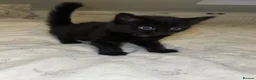 Mixed Breed cats for sale: LAST Kitten READY TO LEAVE - Advert 15