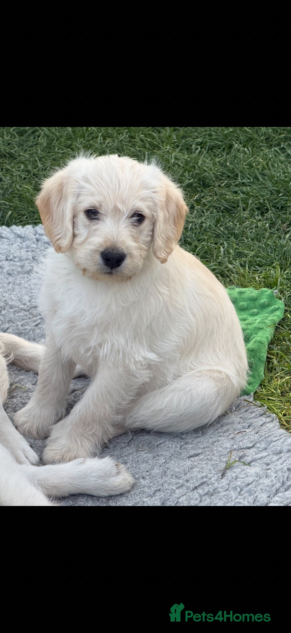 Labradoodle dogs 9 Beautiful Labradoodle Puppies - Advert 2
