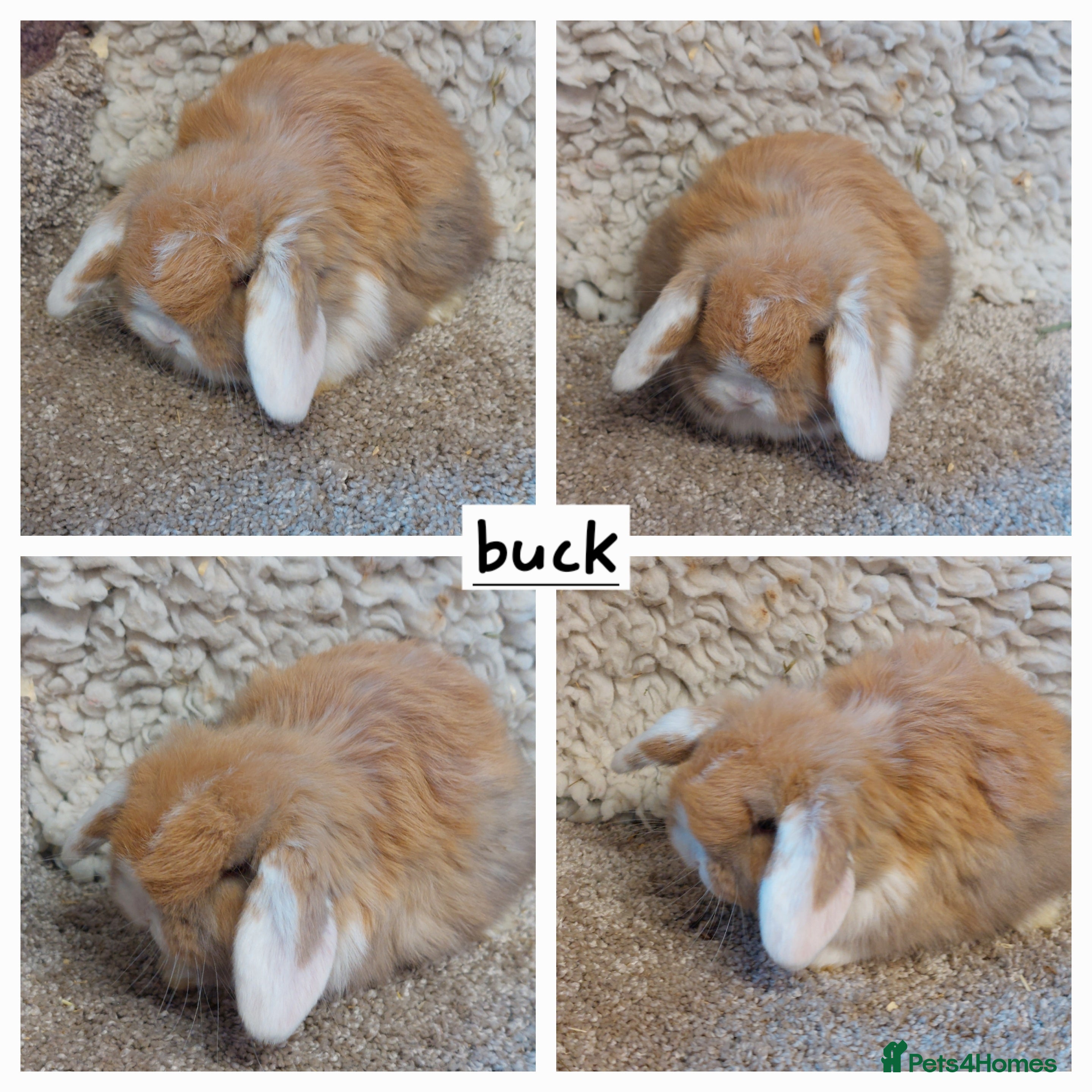 Mini Lop rabbits Minilop babys ready to reserve  - Advert 20