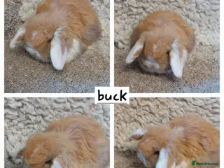 Mini Lop rabbits Minilop babys ready to reserve - Advert 20