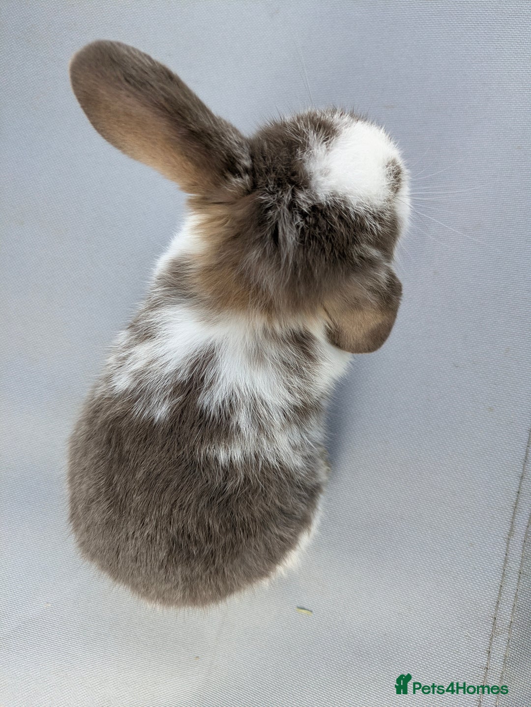 Mini Lop rabbits for sale: Beautiful mini lop bunnies 🐇🐰 - Image 4