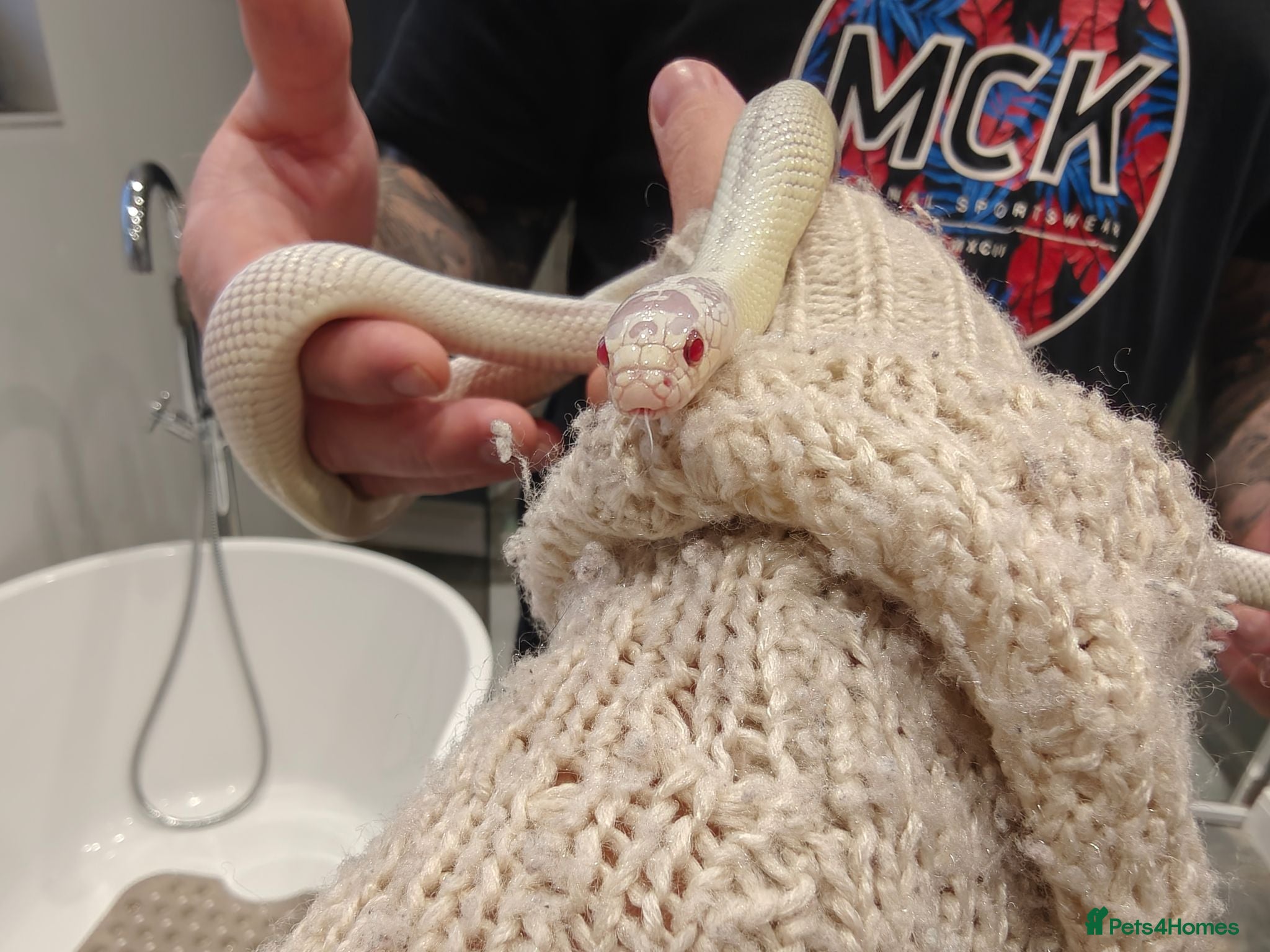 King Snake reptiles Female High White Albino California Kingsnake - Advert 17