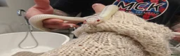 King Snake reptiles for sale: Female High White Albino California Kingsnake - Advert 1