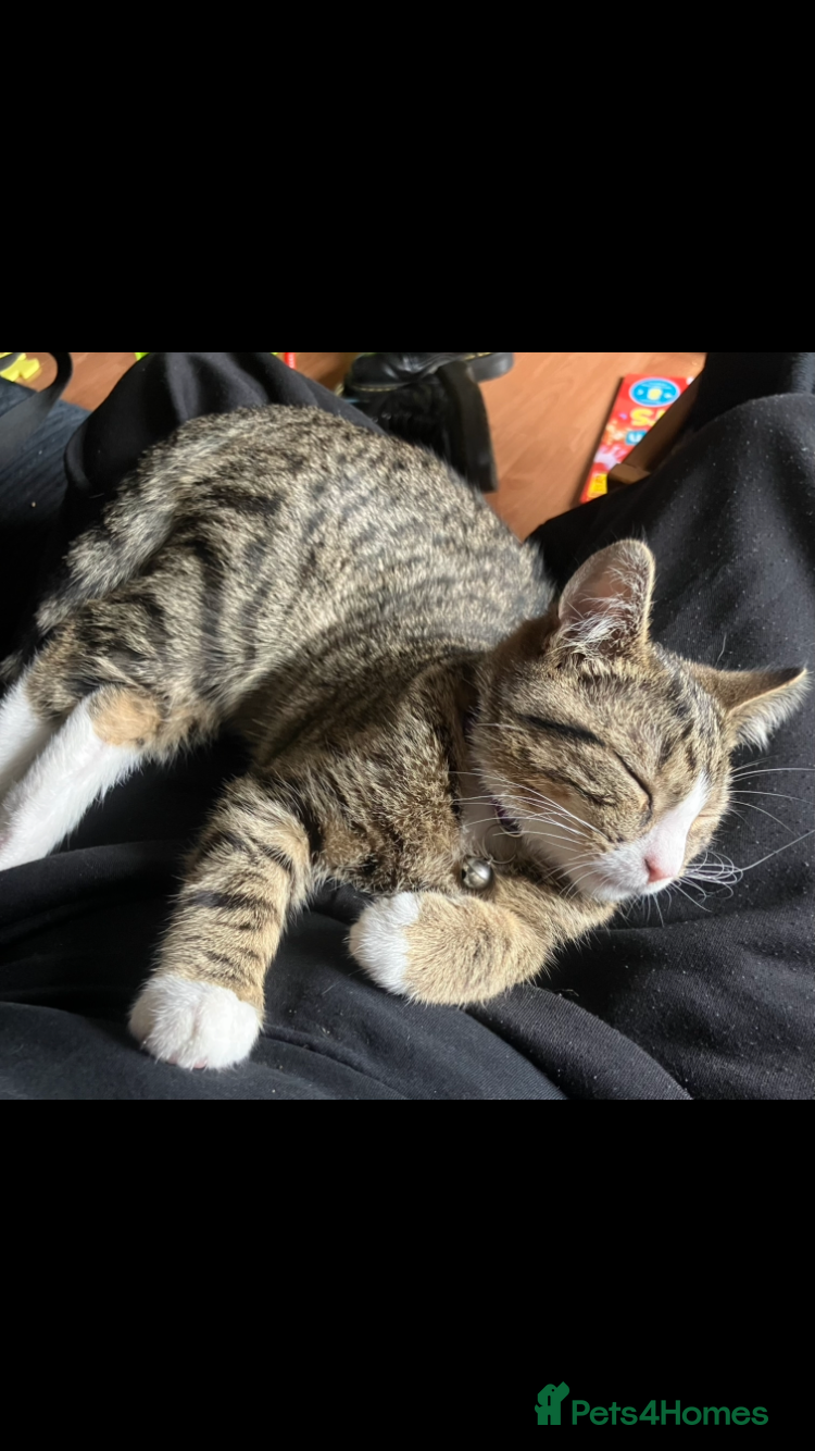 Mixed Breed cats for sale: Two young cats for rehoming  - Advert 3