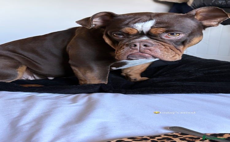 English Bulldog dogs - Advert 8