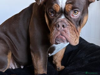 English Bulldog dogs for sale - Advert 1