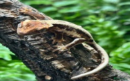 Gecko reptiles for sale: Baby Lilly White Crested Geckos - Image 2