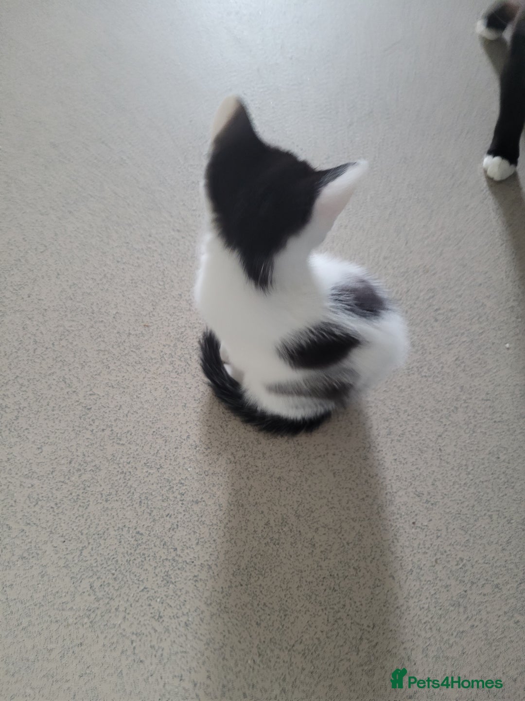 Minskin cats for sale: Two female kittens  - Image 4