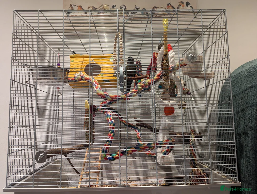 Conures birds for sale: Loving 5-Month old Green Cheek Conure (Pippin) - Advert 2