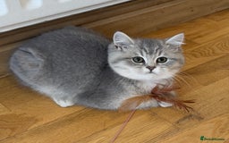British Shorthair cats for sale: 3 GCCF British Shorthair Kittens– Champion Lines - Advert 8