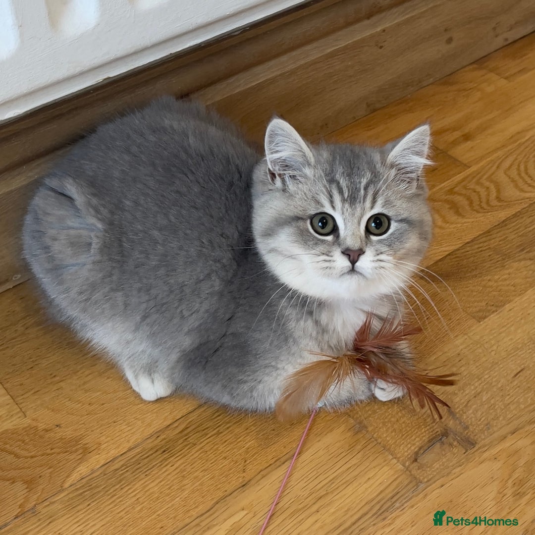 British Shorthair cats for sale: 3 GCCF British Shorthair Kittens– Champion Lines - Advert 8