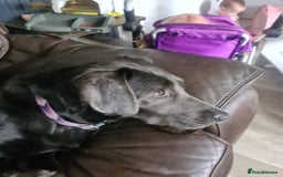 Labrador Retriever dogs for sale: Sky seeking new home  - Image 2