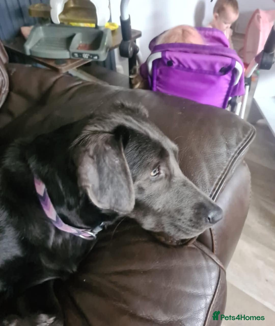 Labrador Retriever dogs for sale: Sky seeking new home  - Image 2