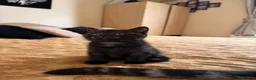 British Shorthair cats for sale: Mixed breed  - Advert 5