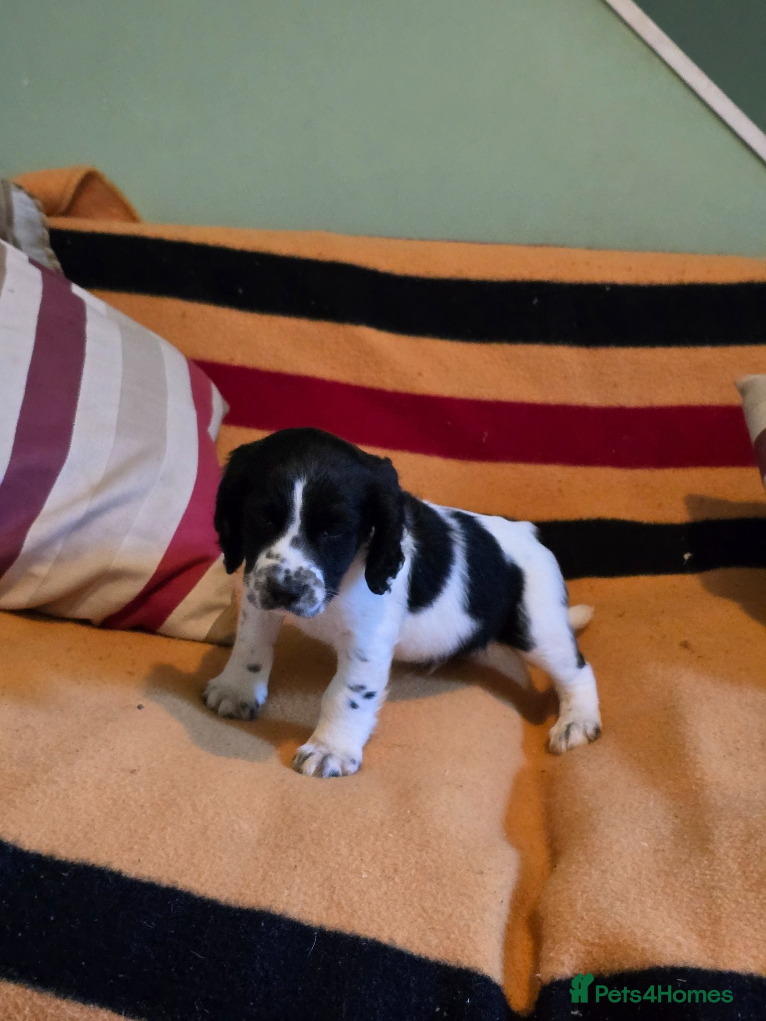 Mixed Breed dogs *Therapy bred* Clumber cocker springer cross  - Advert 1