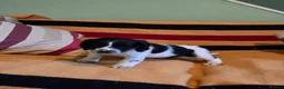 Mixed Breed dogs for sale: *Therapy bred* Clumber cocker springer cross  - Advert 1