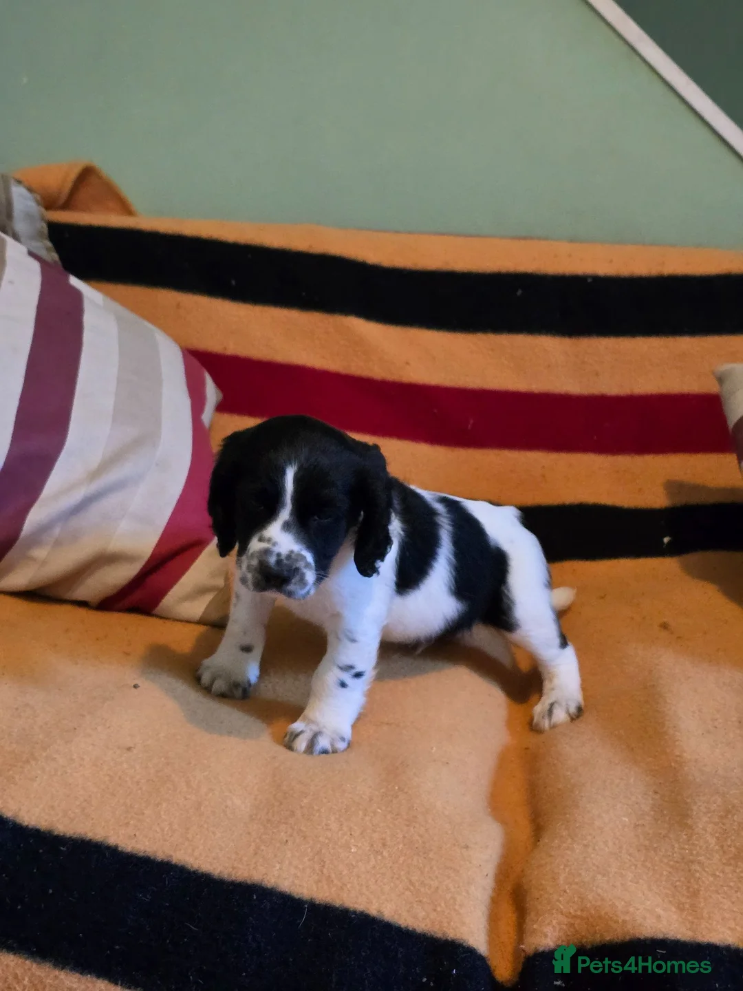 Mixed Breed dogs for sale: *Therapy bred* Clumber cocker springer cross  - Advert 1