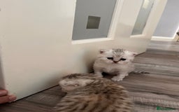 Scottish Fold cats for sale: 3 Scottish fold girls for sale. - Image 1