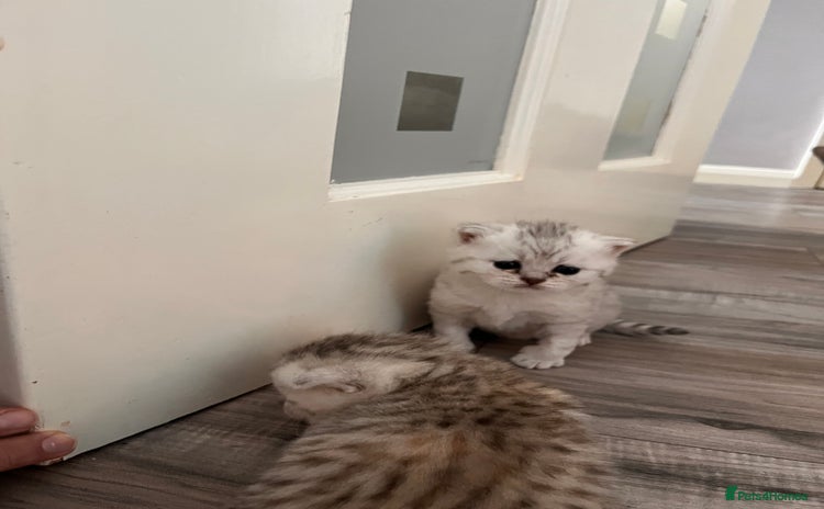 Scottish Fold cats - Advert 12