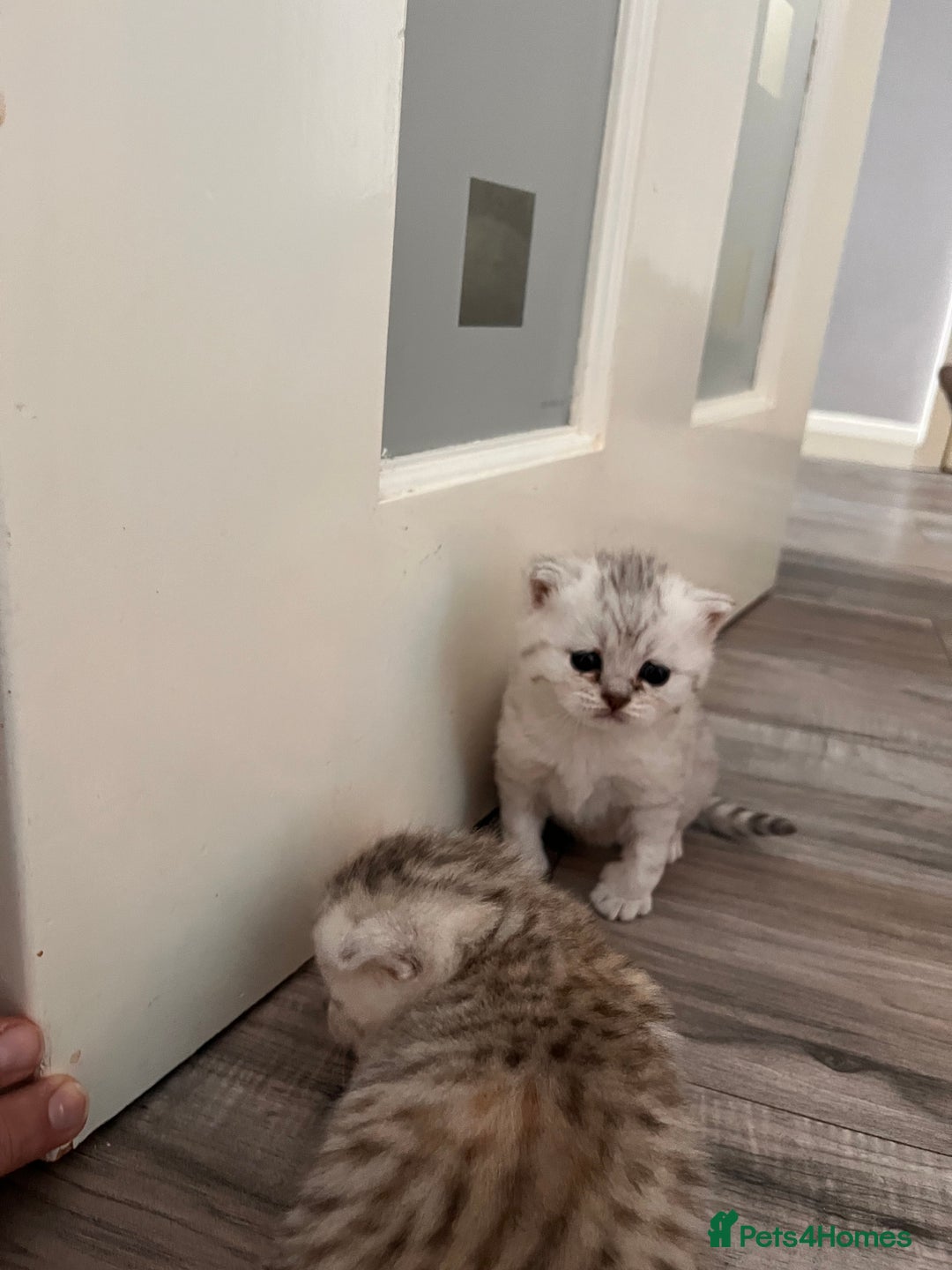 Scottish Fold cats for sale: 3 Scottish fold girls for sale. - Image 1