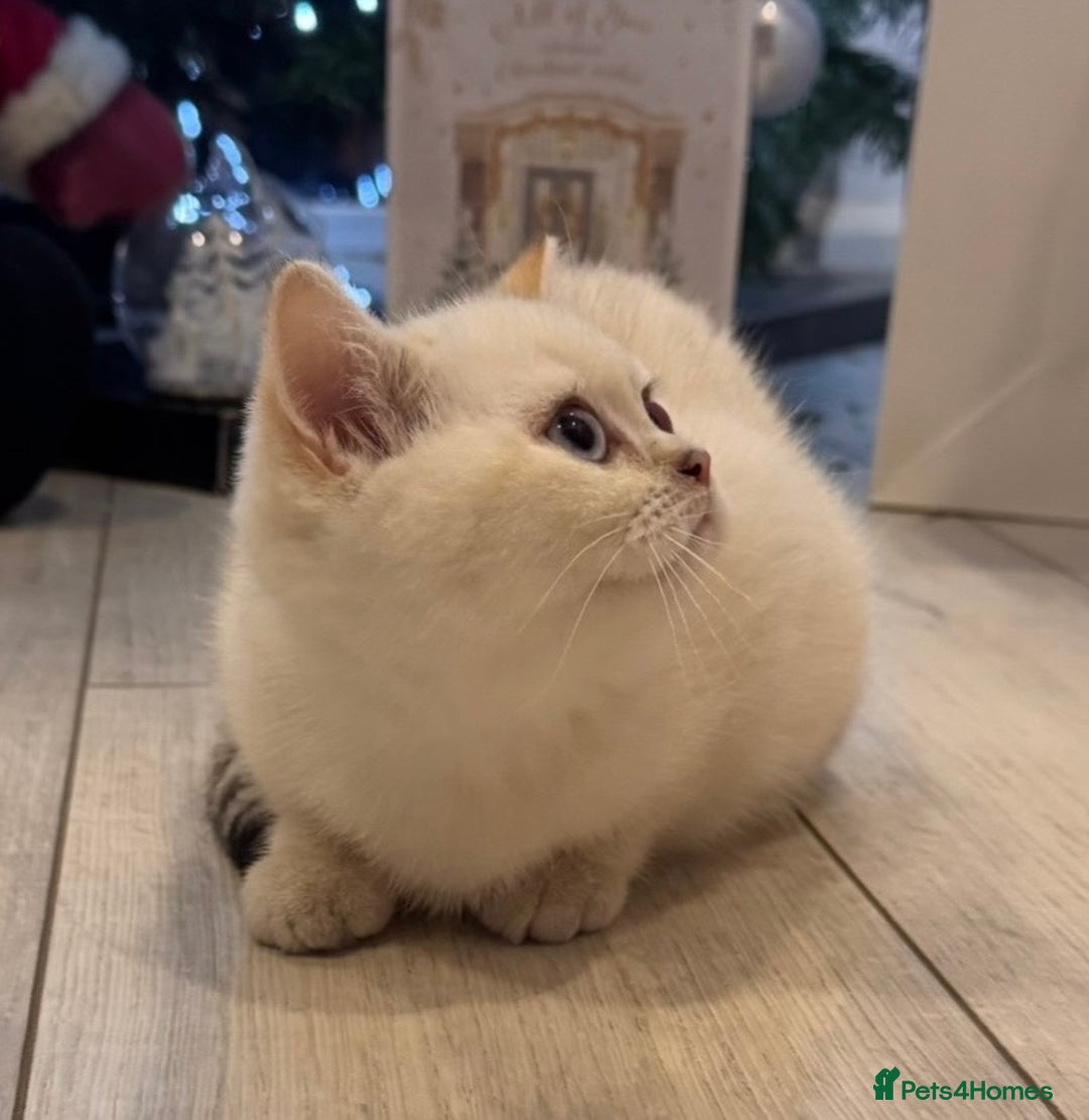 British Shorthair cats for sale: British Shorthair  - Advert 4