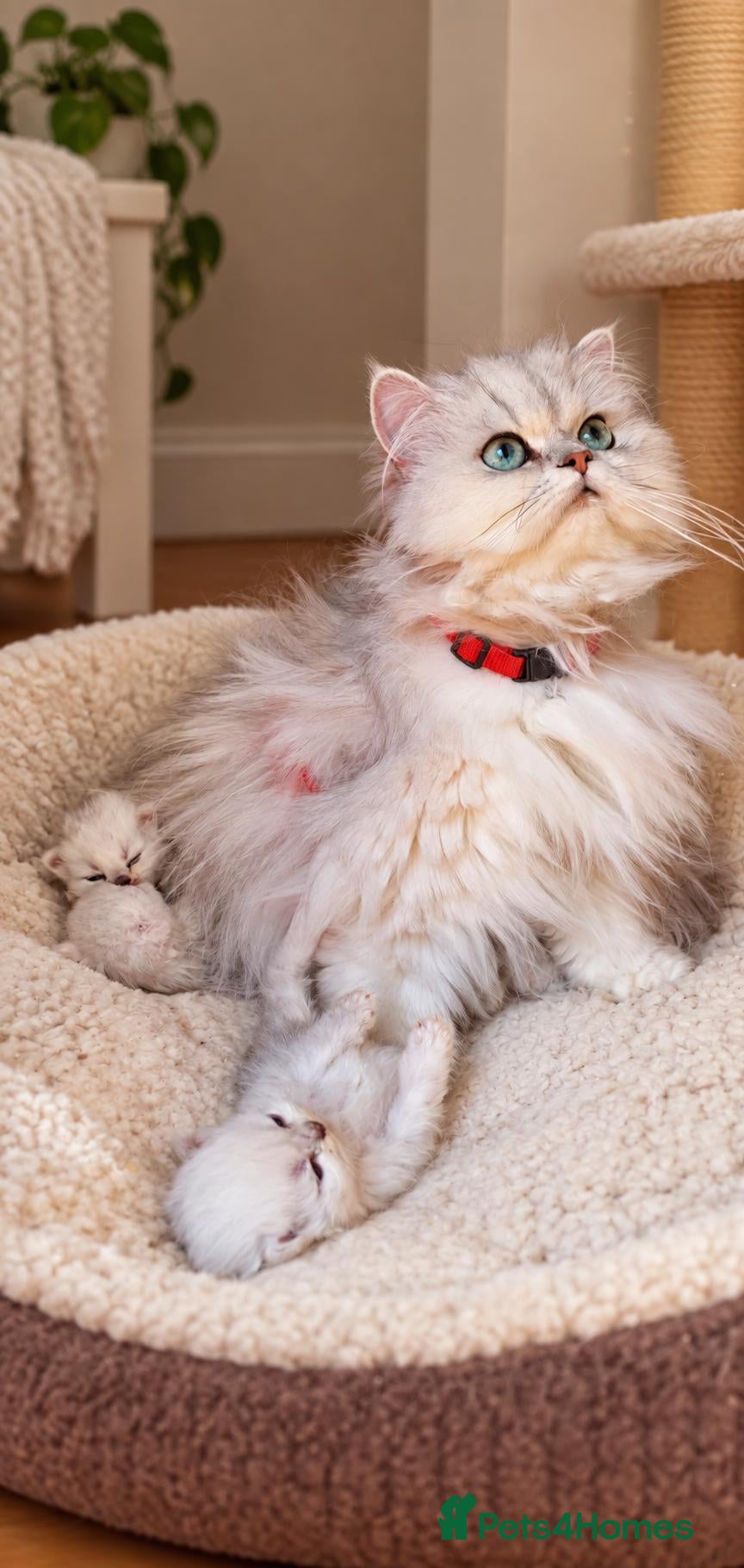 Persian cats Playful chunky ready to go!  - Advert 1