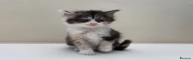 Mixed Breed Kitten 4