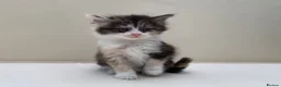 Mixed Breed cats for sale: Gorgeous Long Haired Siberian Cross Kittens  - Advert 10