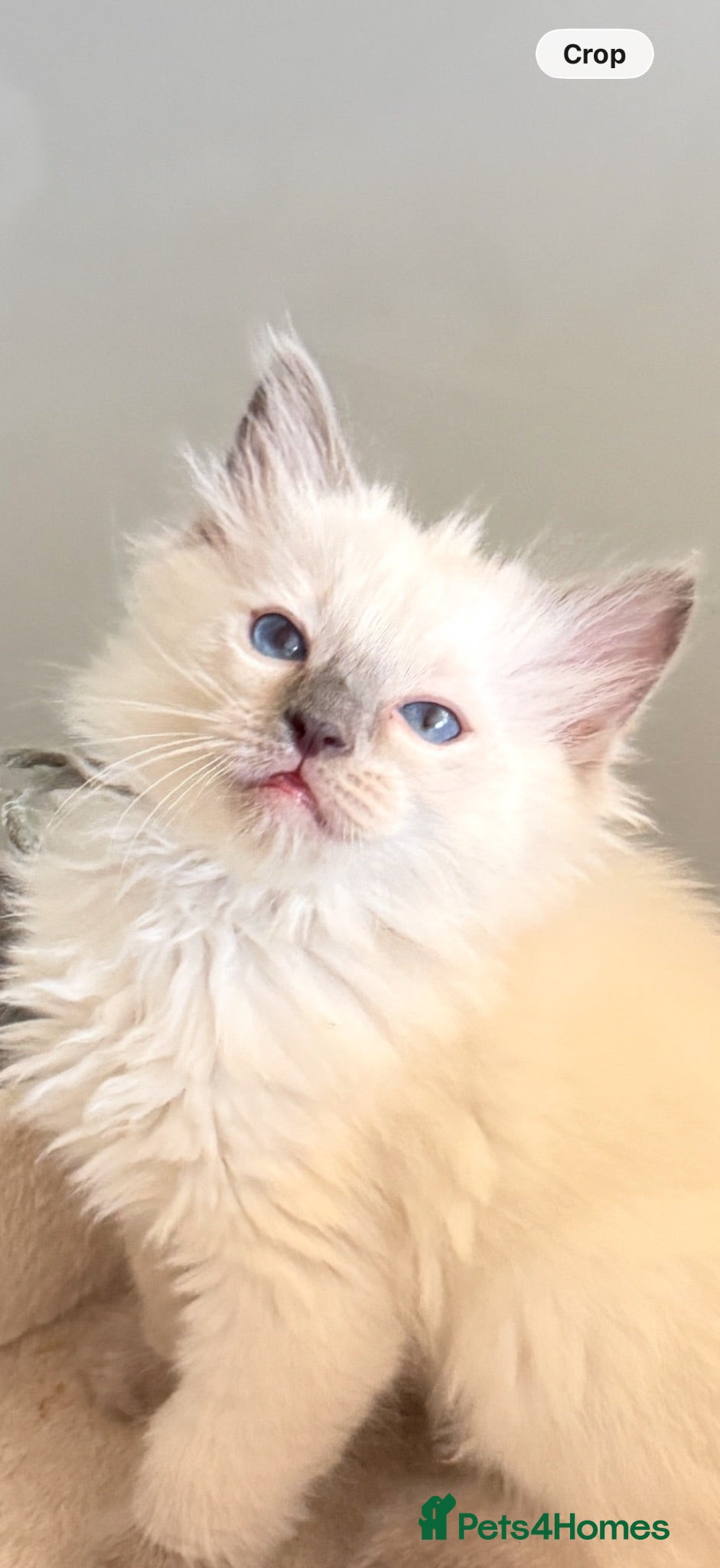 Ragdoll cats *** Only 3 male Pure Ragdoll Kittens Left*** - Advert 7
