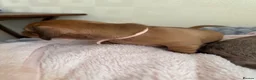 Miniature Dachshund dogs for sale: 5 beautiful miniature dachshund  - Advert 25