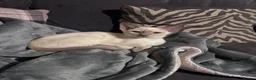 Siamese cats for sale: Two female Siamese kittens  - Advert 6