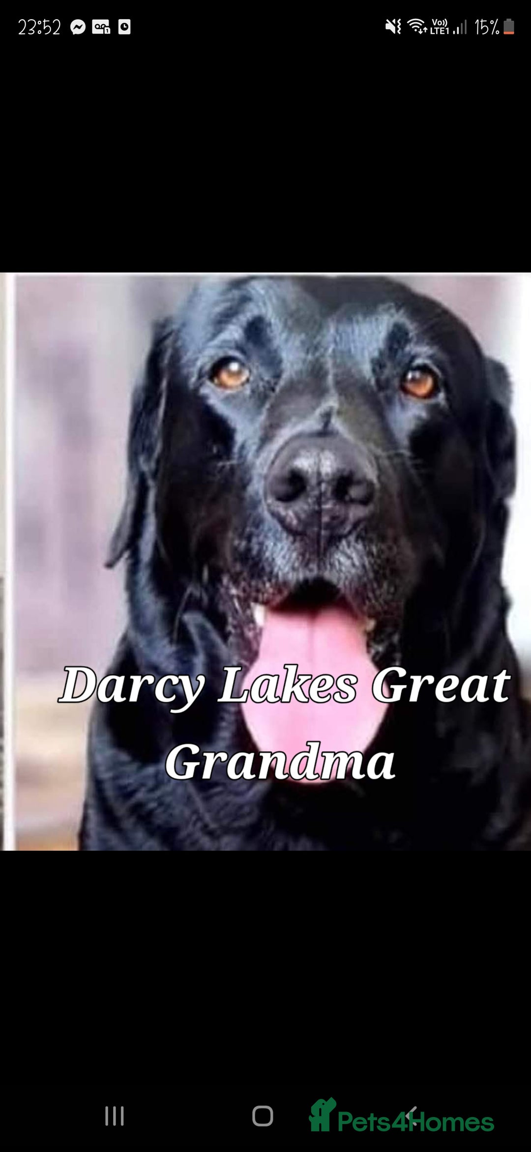 Labrador Retriever dogs for sale: 💫Stunning chocolate and black labrador pups 💫 - Image 25