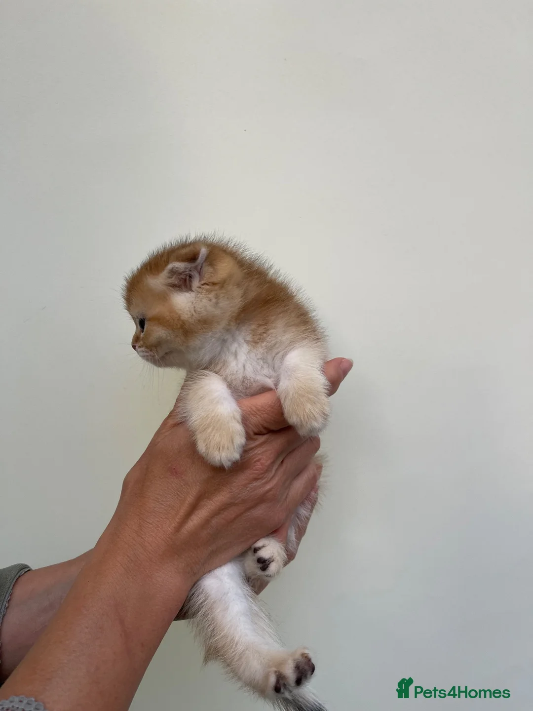 Scottish Fold cats for sale: LOVELY PUREBRED SCOTTISH FOLD CHINCHILLA KITTENS  - Advert 36