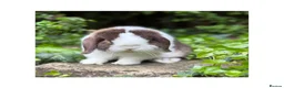 Mini Lop rabbits for sale: Hobby breeder of mini lops bunnies  - Advert 5