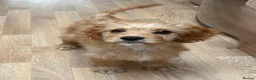 Cavapoo dogs for sale: F1b Cavapoo puppies! - Advert 5