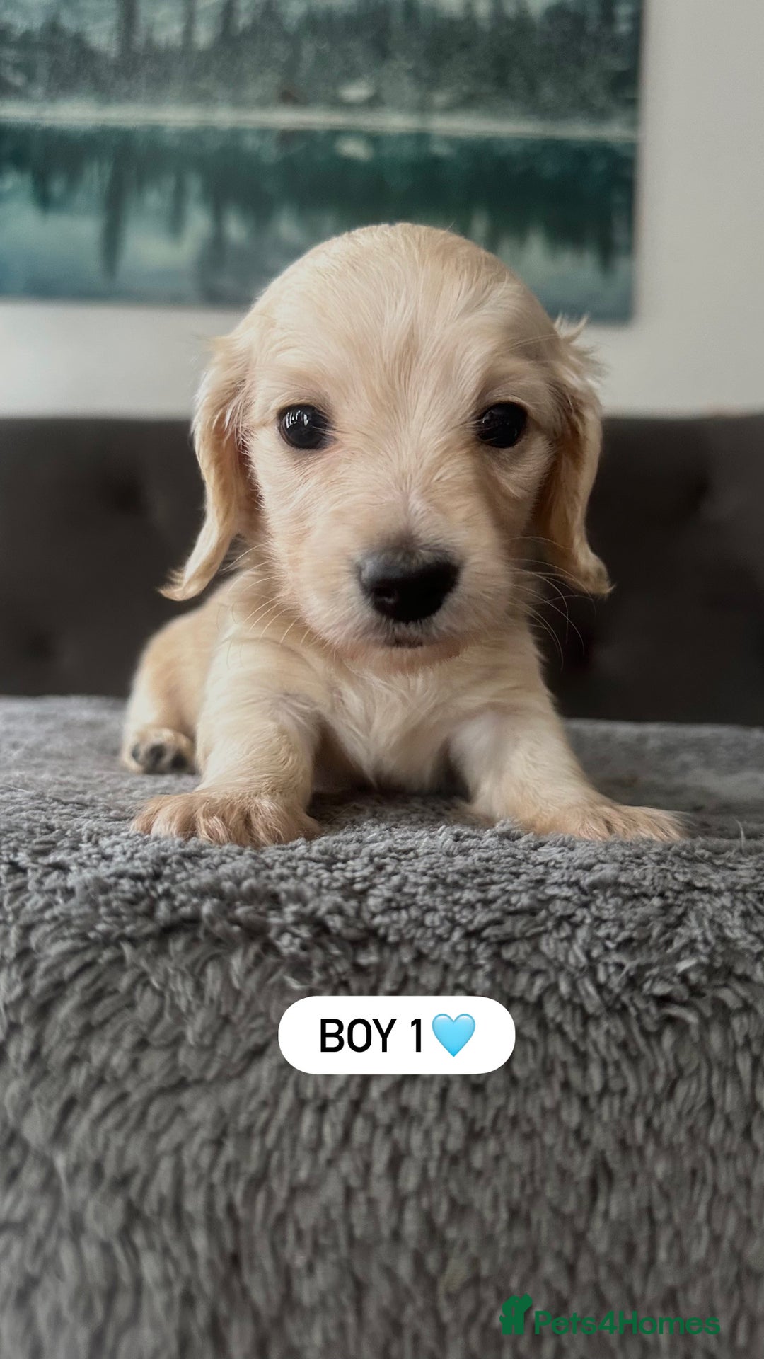 Miniature Dachshund dogs for sale: 2 male long-haired cream miniature dachshunds🩵 - Image 2