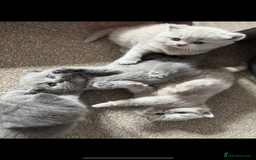 British Shorthair cats for sale: Chunky Lilac & blue bsh kittens  - Image 7