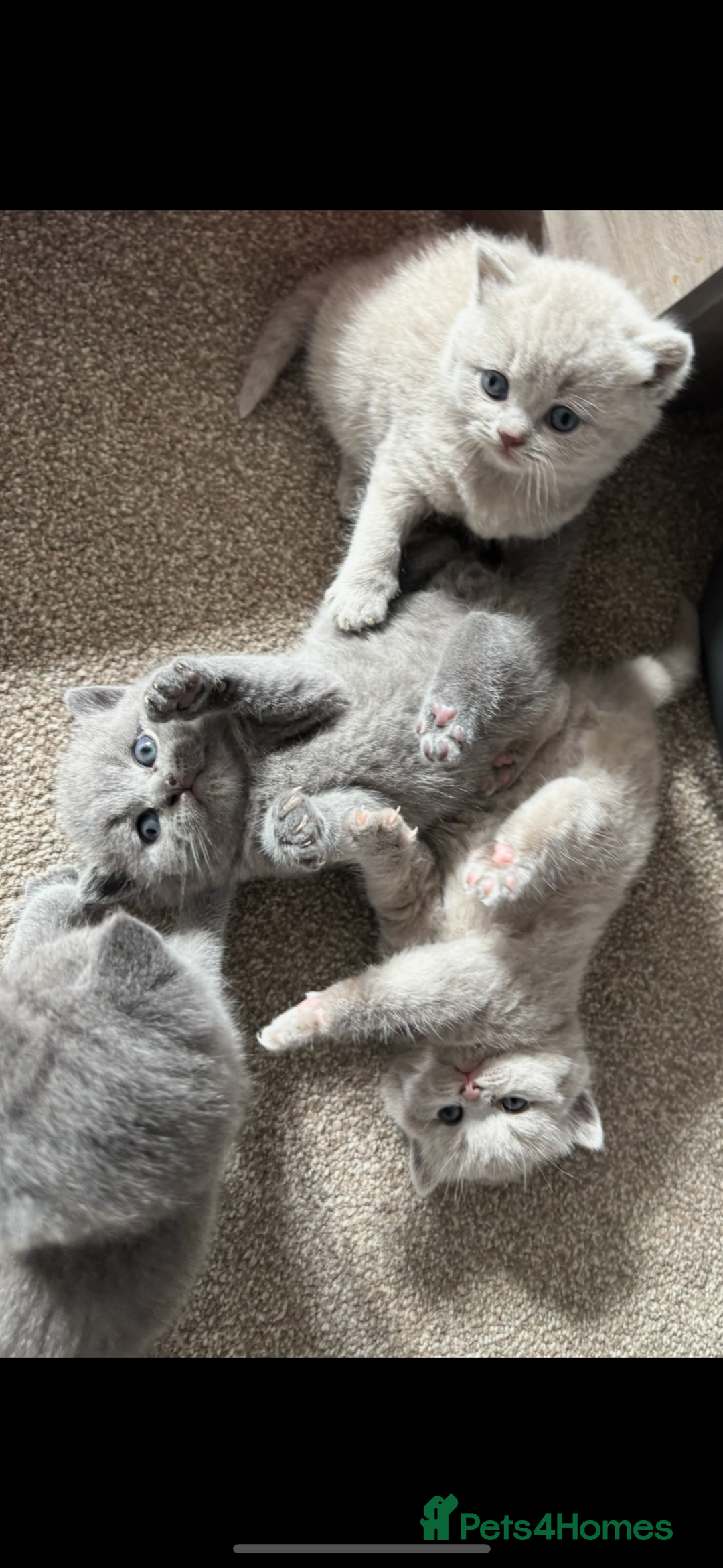 British Shorthair cats for sale: Chunky Lilac & blue bsh kittens  - Image 7