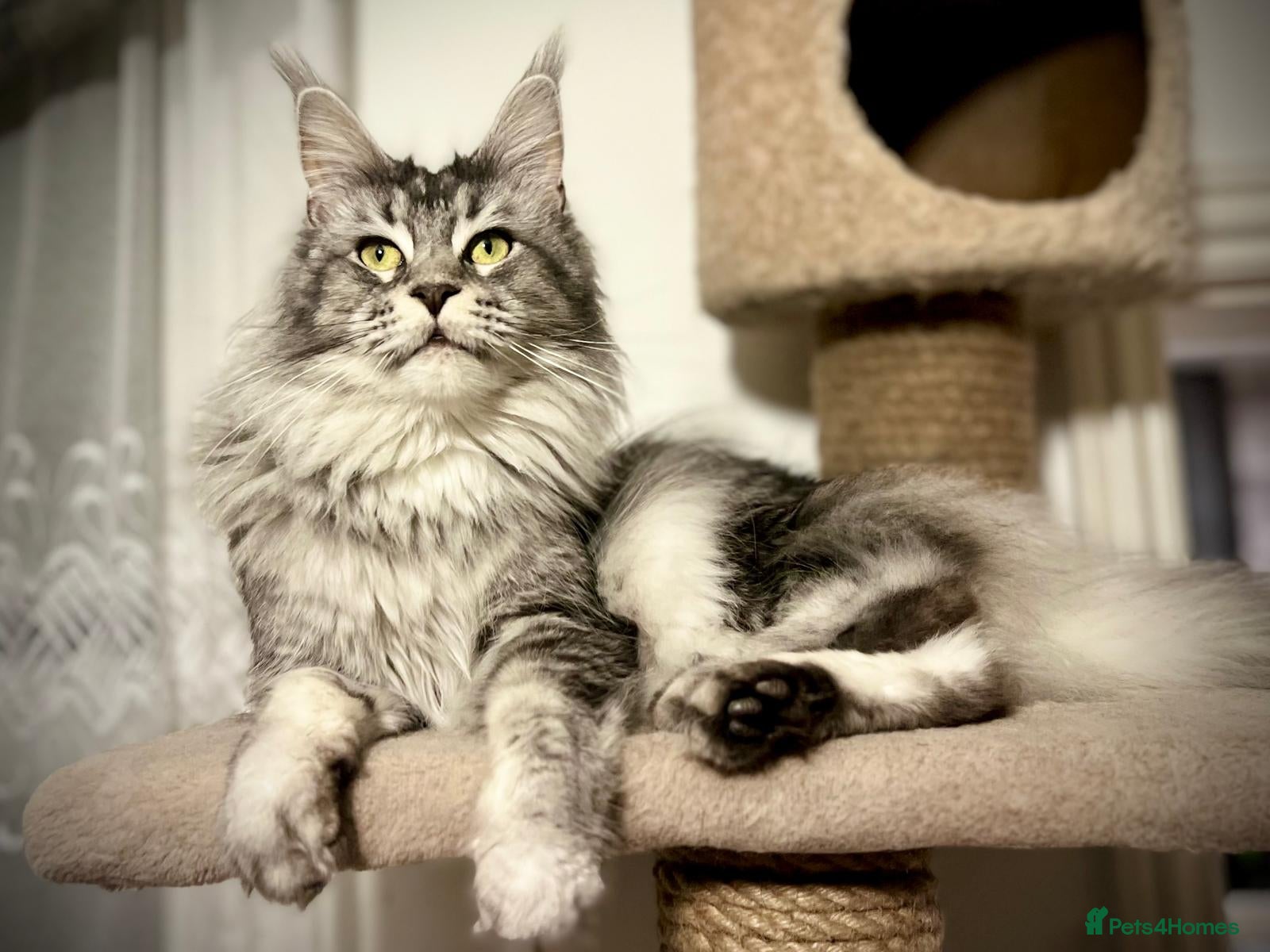 Maine Coon cats Retired Qeen Maine Coon  - Advert 5