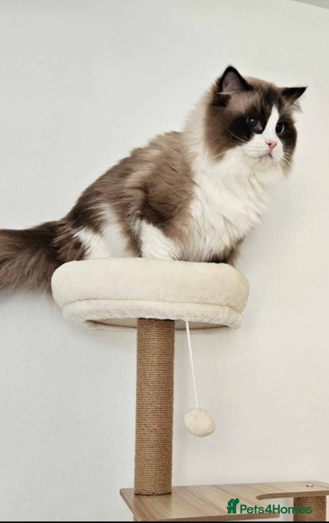 Ragdoll cats Beautiful Active GCCF Stud Boy  - Advert 1