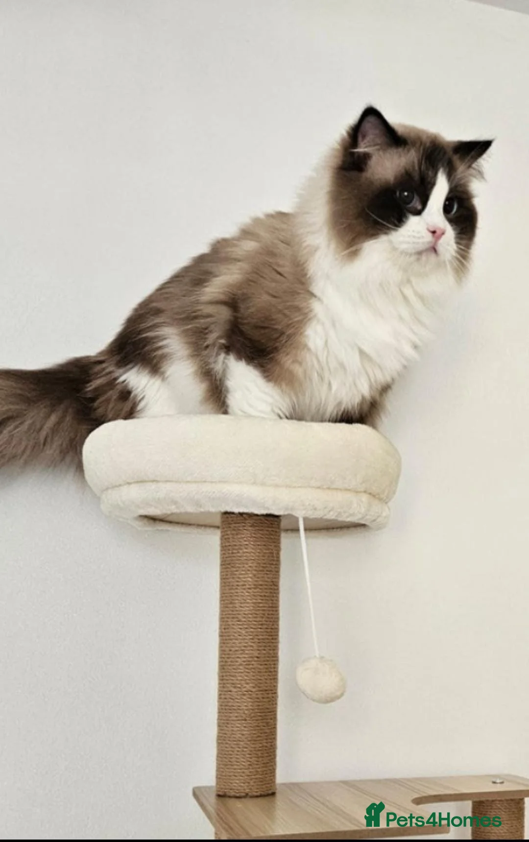 Ragdoll cats for stud: Beautiful Active GCCF Stud Boy  - Advert 1