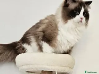 Ragdoll cats Beautiful Active GCCF Stud Boy - Advert 1