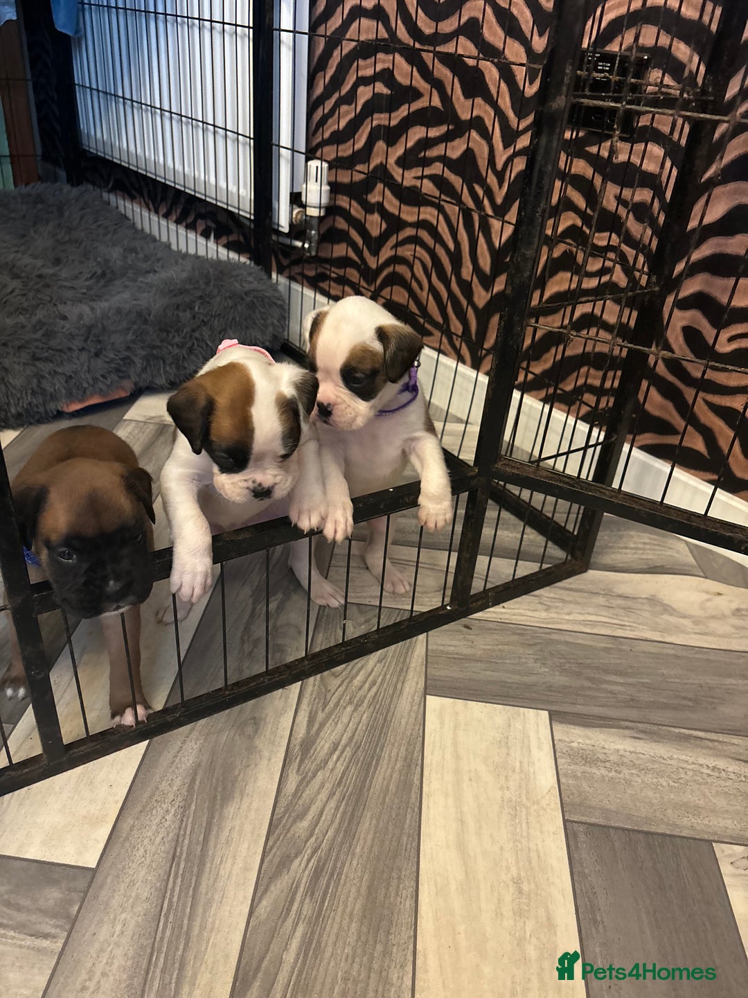 Boxer dogs for sale: Boxer puppies 5 bitches 1 boy  - Advert 5