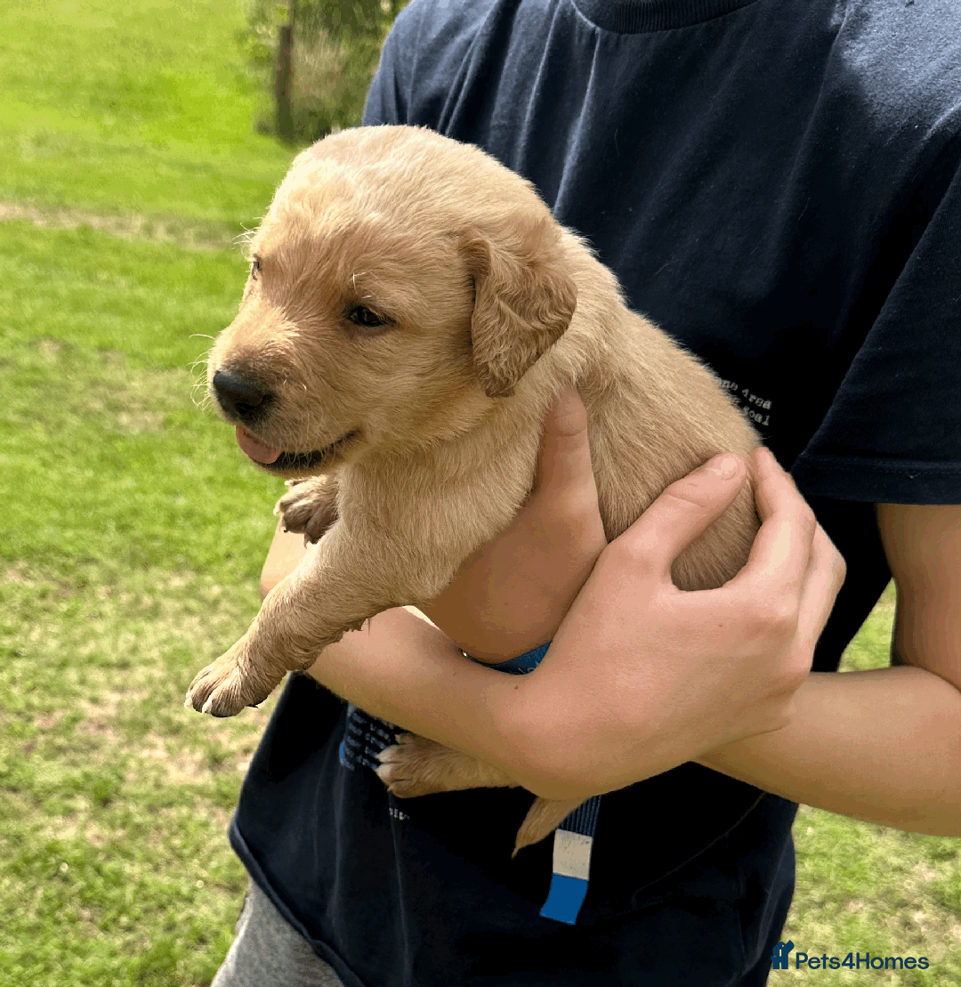Labradoodle dogs for sale: Gorgeous F1b Labradoodle Puppies for loving homes. - Image 27